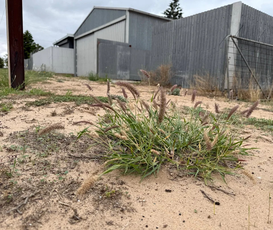 A single buffel grass plant at Arno Bay, South Australia.