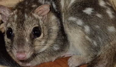 Kids News: Northern quoll ‘Stowie’ hitchhikes 2400km in luggage