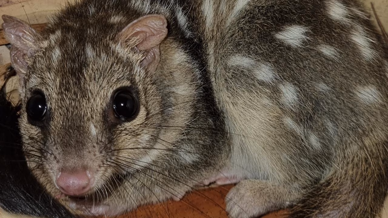 Kids News: Northern quoll ‘Stowie’ hitchhikes 2400km in luggage