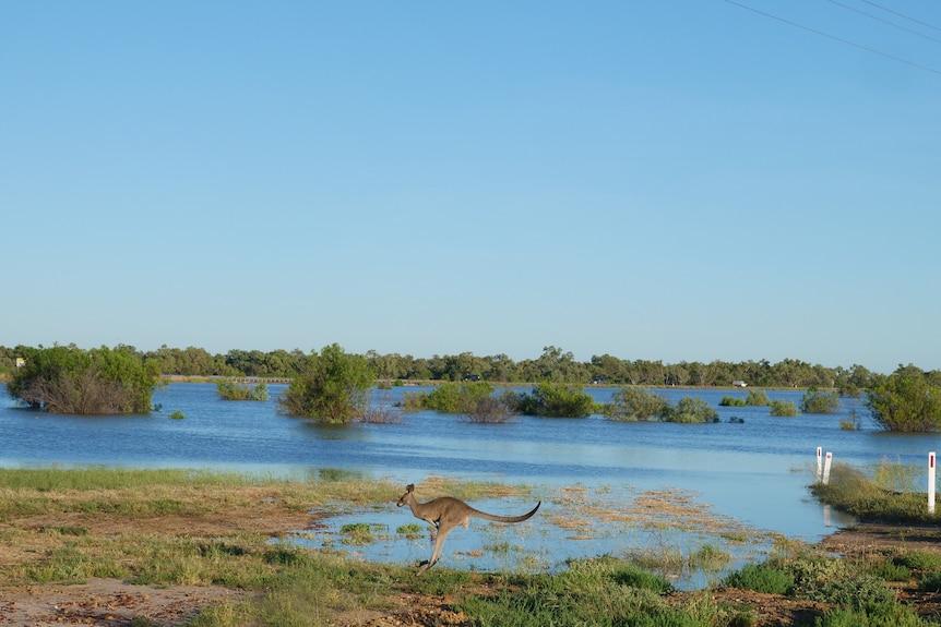 kangaroo and floodwater