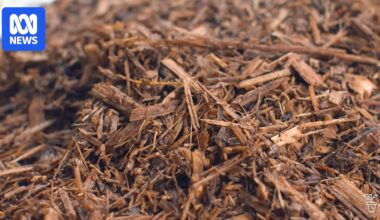 Queensland wood mulch company accuses Ipswich council of 'political agenda'