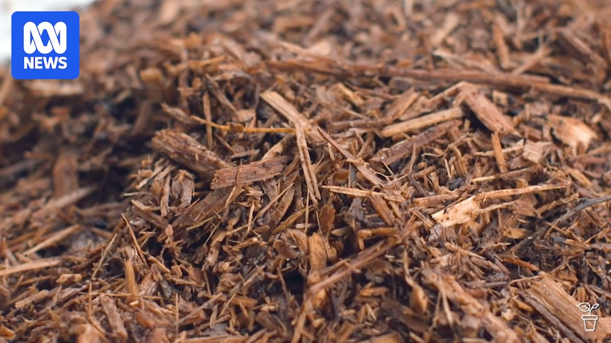 Queensland wood mulch company accuses Ipswich council of 'political agenda'