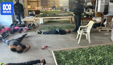 Cleaning job offer led to woman's arrest at Calderwood cannabis farm, court hears