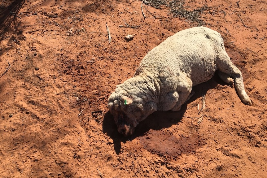 A sheep with wounds on its face lies dead in a field