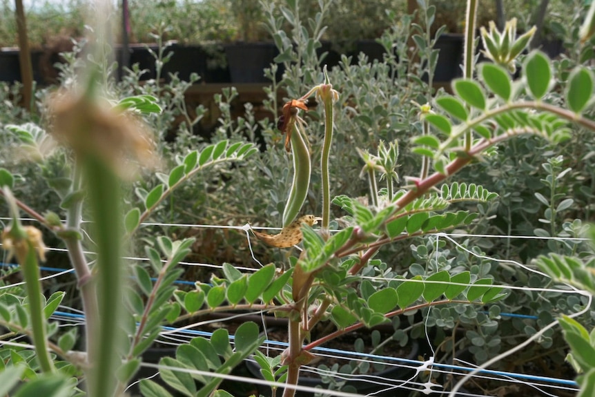 A fuzzy green seed pod hangs from a plant growing up through a web of string.