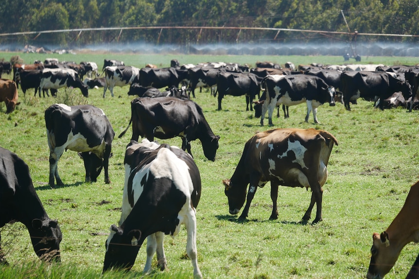 cows grazing on green grass