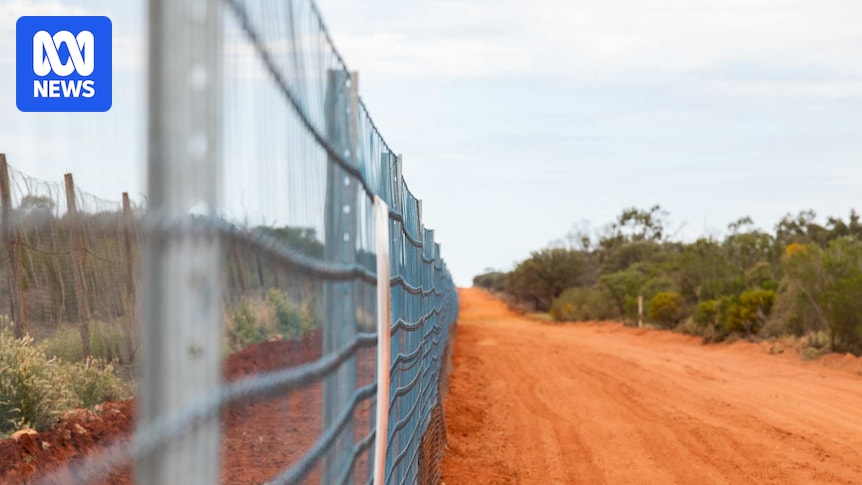 NSW government ends 400km border fence project seven years in the making
