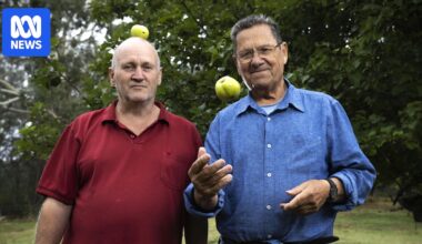 Rare Rymer apples found on NSW Southern Tablelands farm