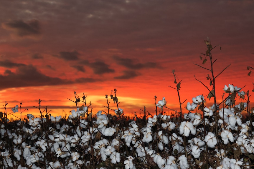 Photo of cotton field and a sunset sky