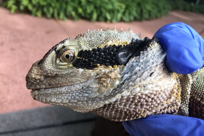 A close up of a water dragon's face with a skin lesion on it