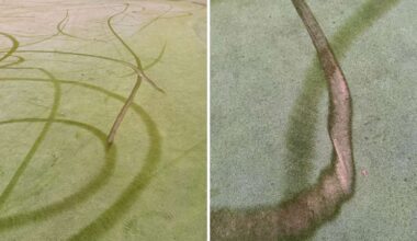 Royal Hobart Golf Club vandalised by suspected e-bike riders