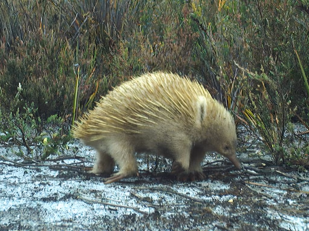 They were just a legend – until the cameras rolled - The Mercury