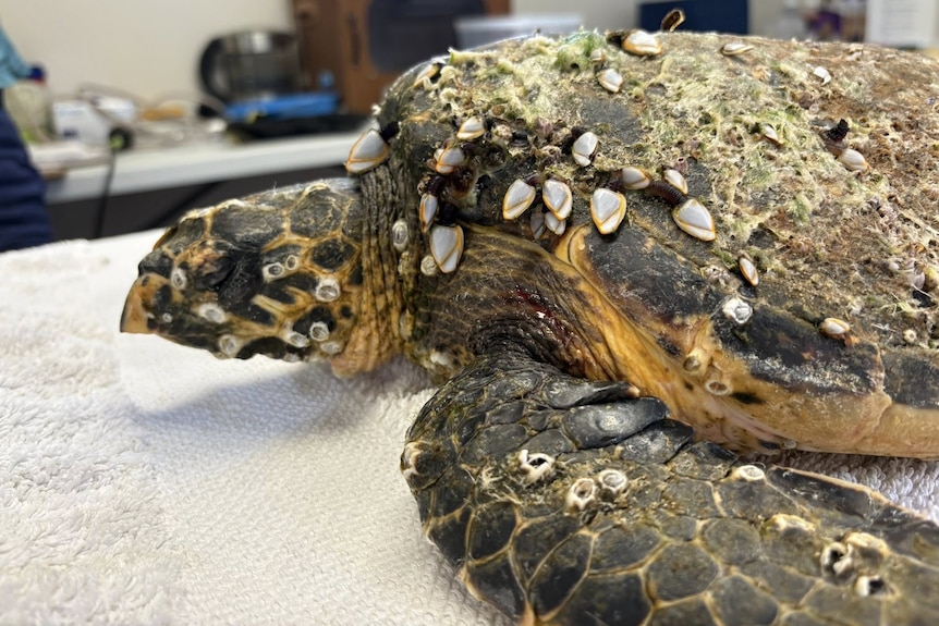 A sea turtle on a towel, covered in barnacles