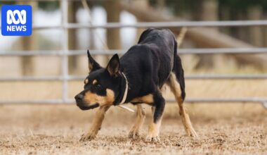 Graziers fork out thousands of dollars at Jerilderie Working Dog Auction