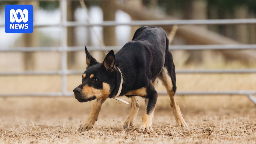 Graziers fork out thousands of dollars at Jerilderie Working Dog Auction