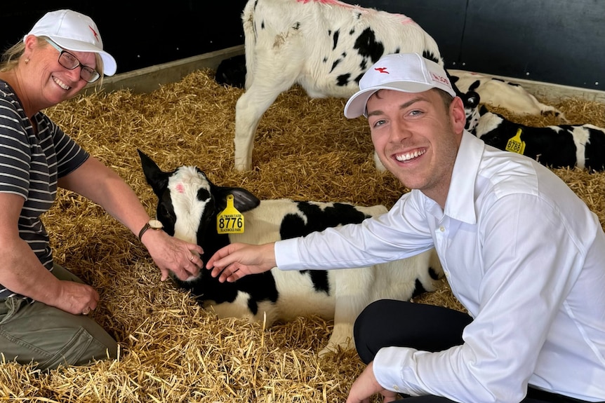A woman a man in shed with hay and black and white calves.