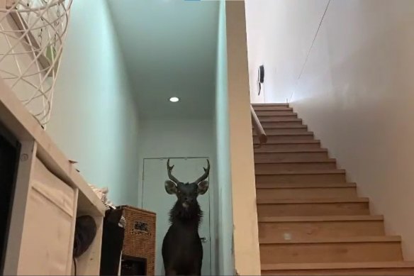 A large deer smashed through the front window of a suburban Melbourne home and became trapped inside in 2023.