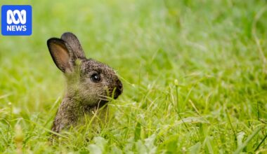 Feral rabbit numbers are booming, so do myxomatosis and calicivirus still work, and what's next for biocontrol?