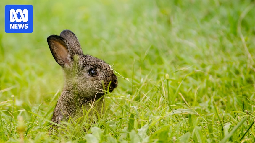 Feral rabbit numbers are booming, so do myxomatosis and calicivirus still work, and what's next for biocontrol?