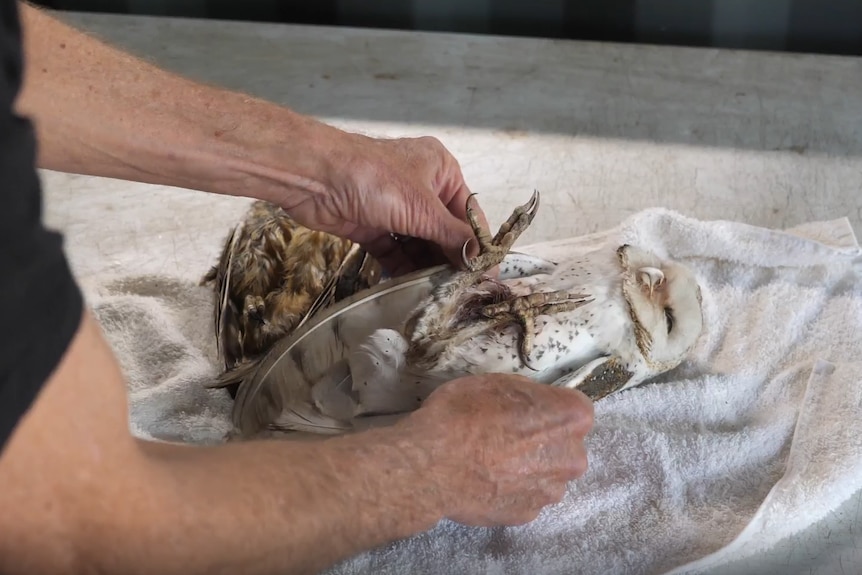 A frozen barn owl carcass being examined on top of a chest freezer.