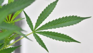 Scientists up-end mental health case for medical weed