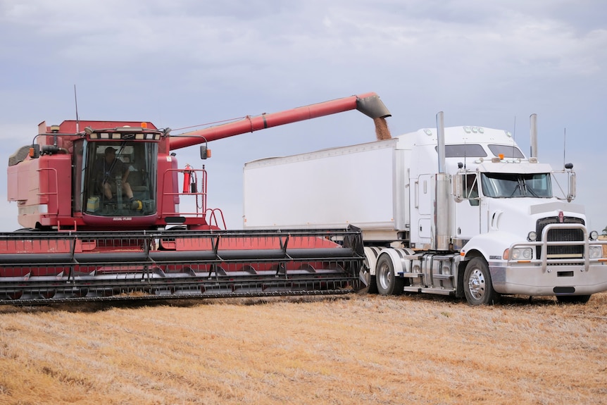 a red harvester driven by a famer in a paddock drops lentils into a white truck