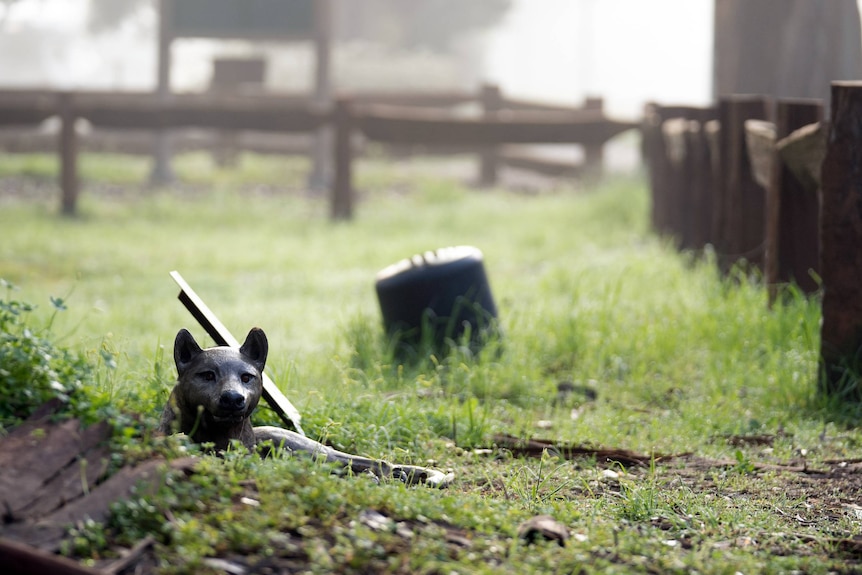 An installation of a small tiger-like creature sits in a paddock.