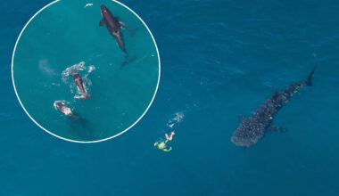 Pilot of 16 years captures 'really unusual' scene off famous Aussie coast: 'Just incredible'
