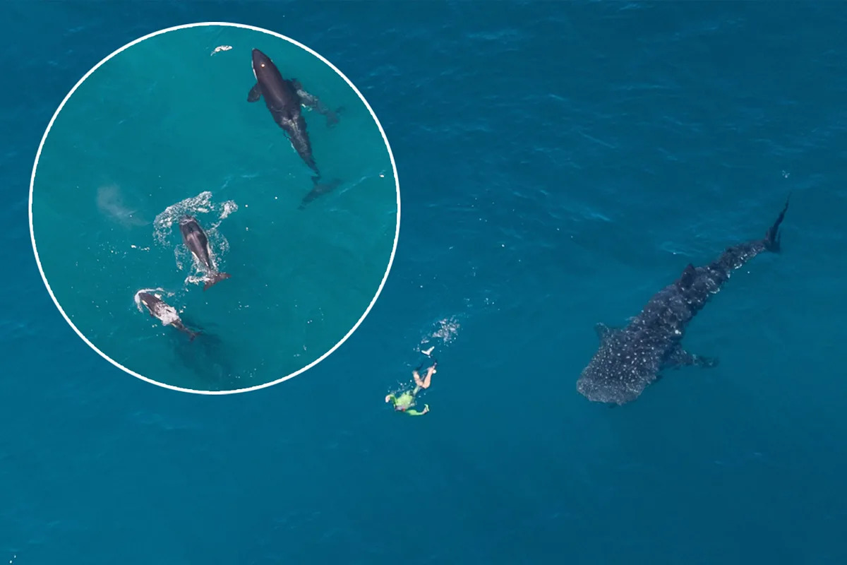 Pilot of 16 years captures 'really unusual' scene off famous Aussie coast: 'Just incredible'