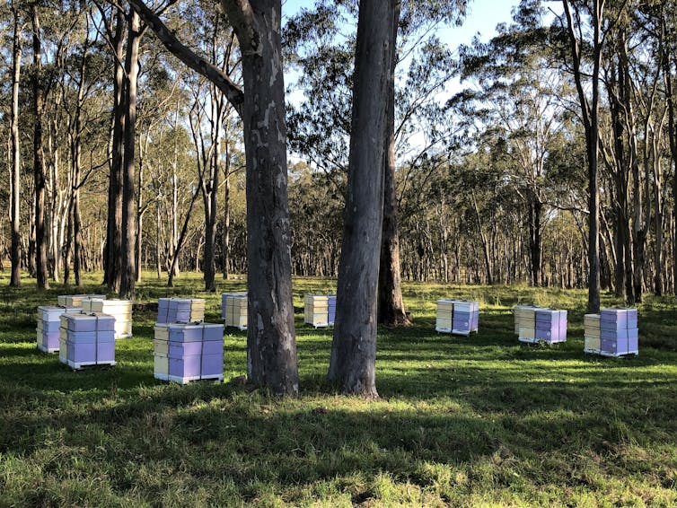 A bunch of honey bee colonies in the middle of a forest.