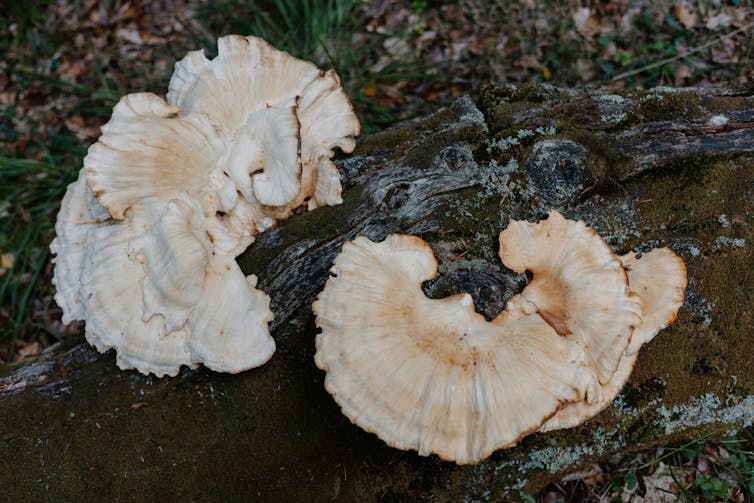white mushroom-like fungus growing out of the bark of a tree