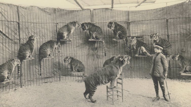 A woman stands to the right of a tiger balancing on a chair with its front paws. In the background, a row of big cats pose on ledges.