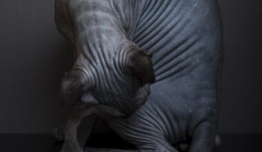 AI doesn’t ‘see’ the way that you do, and that could be a problem when it categorizes objects and scenes