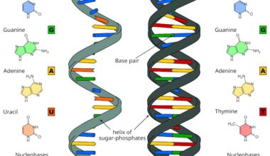 Asteroid Sample Reveals All 5 Genetic Code Units