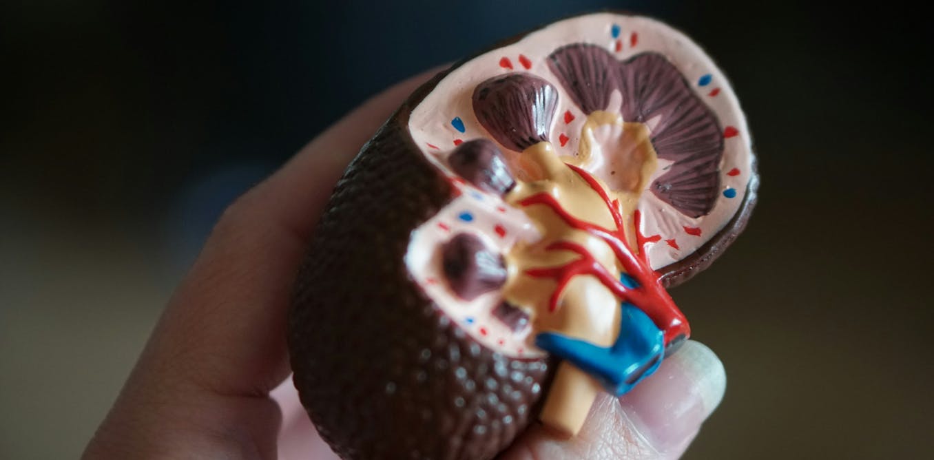 I’m a kidney surgeon. Here’s why I hope I never see you