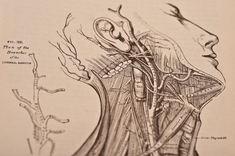 An illustration from Gray's Anatomy.