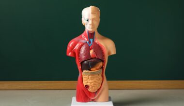 New discoveries are showing how human anatomy is far from settled