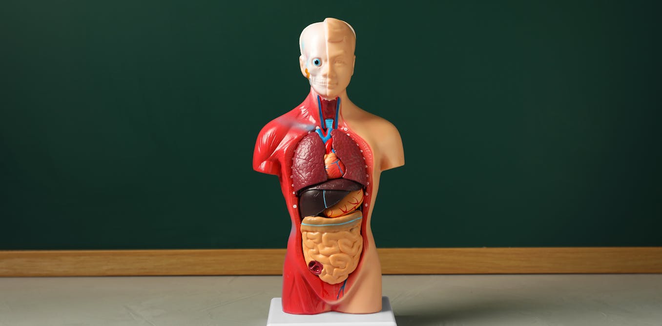 New discoveries are showing how human anatomy is far from settled