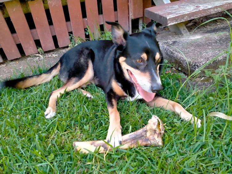 A dog with a black, white and brown coat, eating a bone.