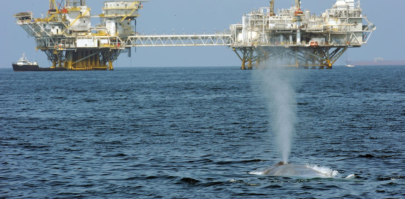 Trump’s ‘God Squad’ pits energy vs. endangered species, but it’s a false choice – protecting wildlife can be good for business