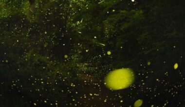 Long-exposure photo of a firefly swarm in Congaree.