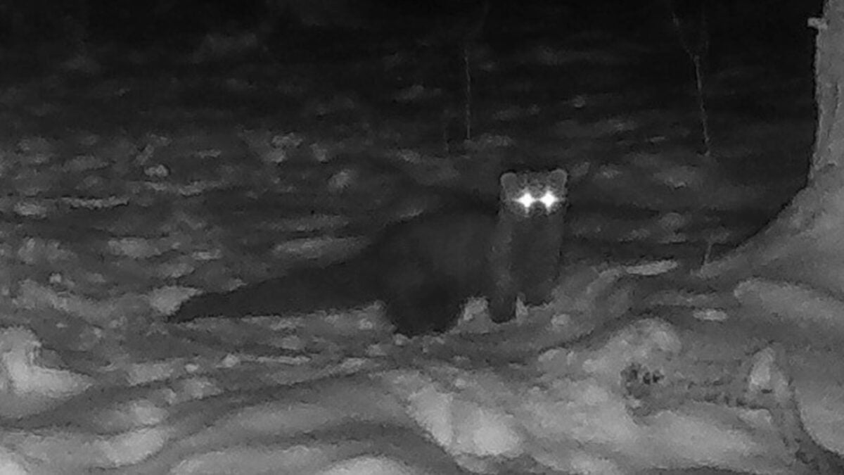 Woodland Critter Spotted in Ohio Forest for the First Time in Over 150 Years
