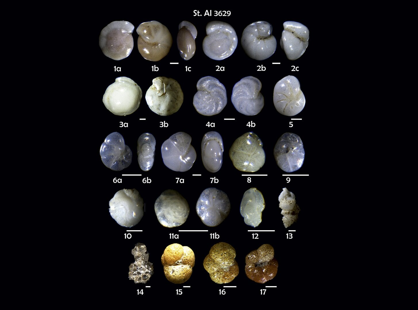Fossils Of Single Celled Marine Organisms Called Benthic Foraminifera