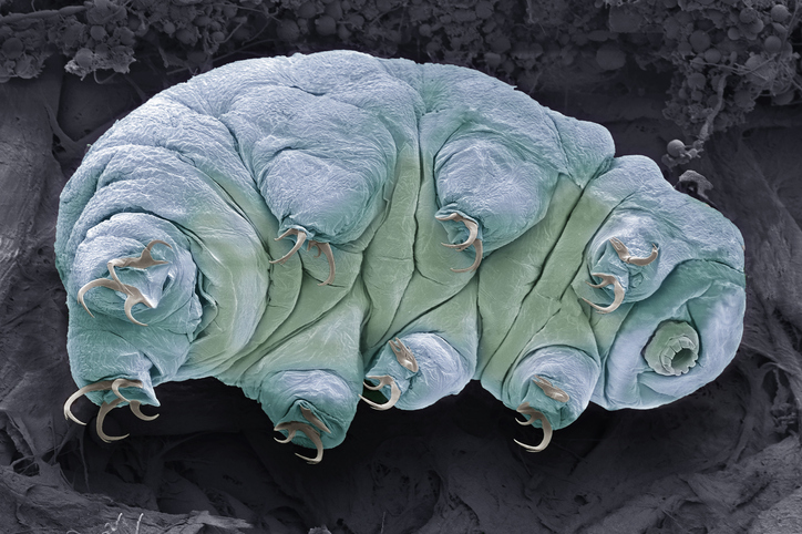 A microscopic image looking up at a tardigrade, its body blue and green and having eight legs