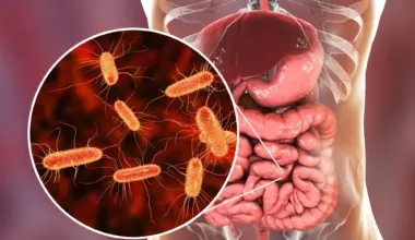 Scientists discover a gut bacteria linked to greater muscle strength in humans