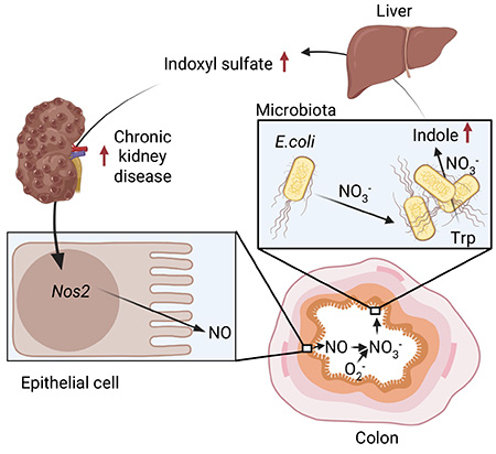A biological diagram illustrating how indole from E. coli in the gut contributes to chronic kidney disease.