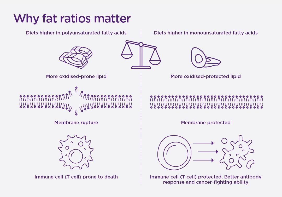 An infographic showing why the types of fats we eat shape our ability to fight disease.