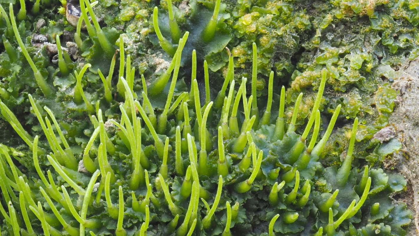 Researchers discovered that hornworts have unique traits that could turbocharge crop yields, offering insights for improving agricultural efficiency.