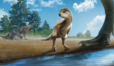 New Species of Plant-Eating Dinosaur Unearthed in Korea