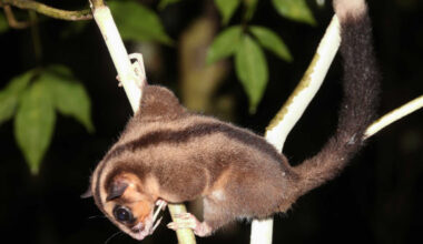 The pygmy long-fingered possum (Dactylonax kambuayai), a female in Klalik area, Vogelkop Peninsula. Image credit: Carlos Bocos.
